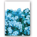 Forget-Me-Not Simply Floral Seed Packets - Front & Back Imprint